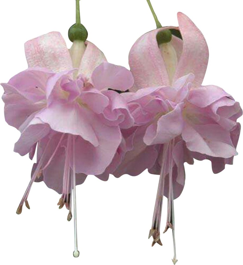 Futaba Fuchsia Flower Light Pink 100Pcs Seed Price in India Buy