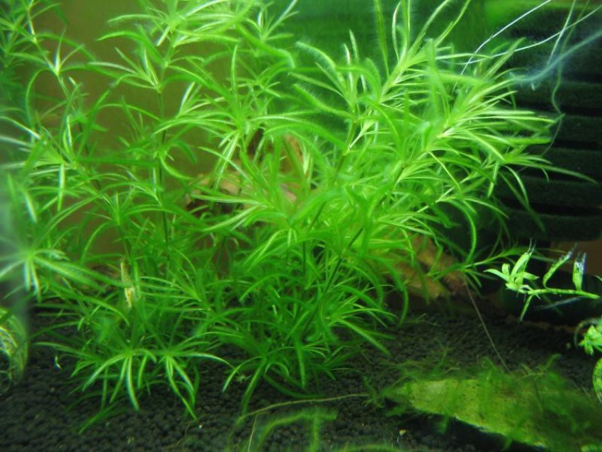 Aquarium Plants Aquatic Water Grass Carpet Seeds 100+
