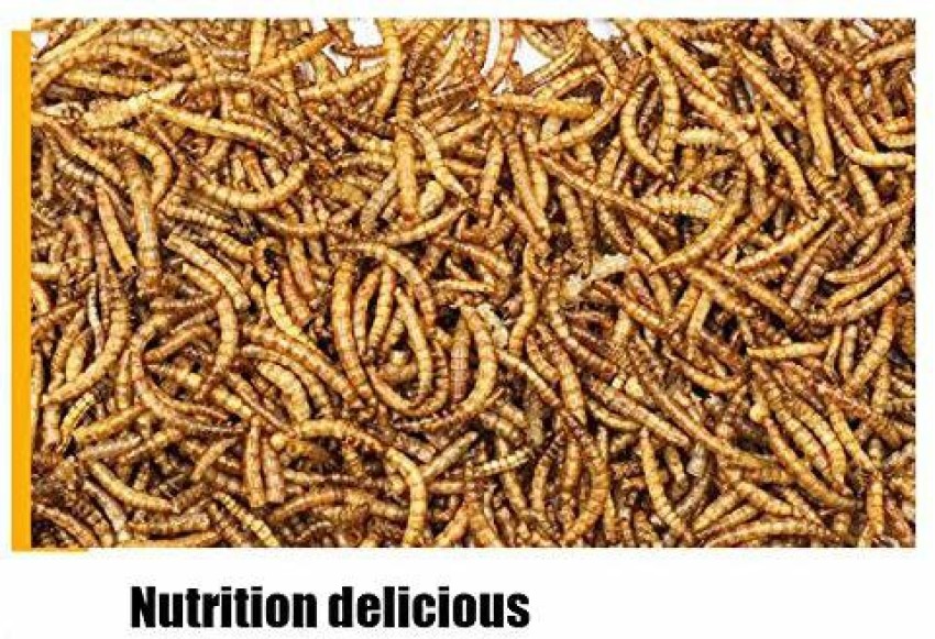 Sage Square Healthy Natural Organic Dried Mealworm Treat for Birds,  Reptiles, Gecko, Iguana, Turtle, Frog, Lizard (Pack of 99 Grms) Mealworm  0.1 kg Dry New Born, Adult, Young, Senior Bird Food Price