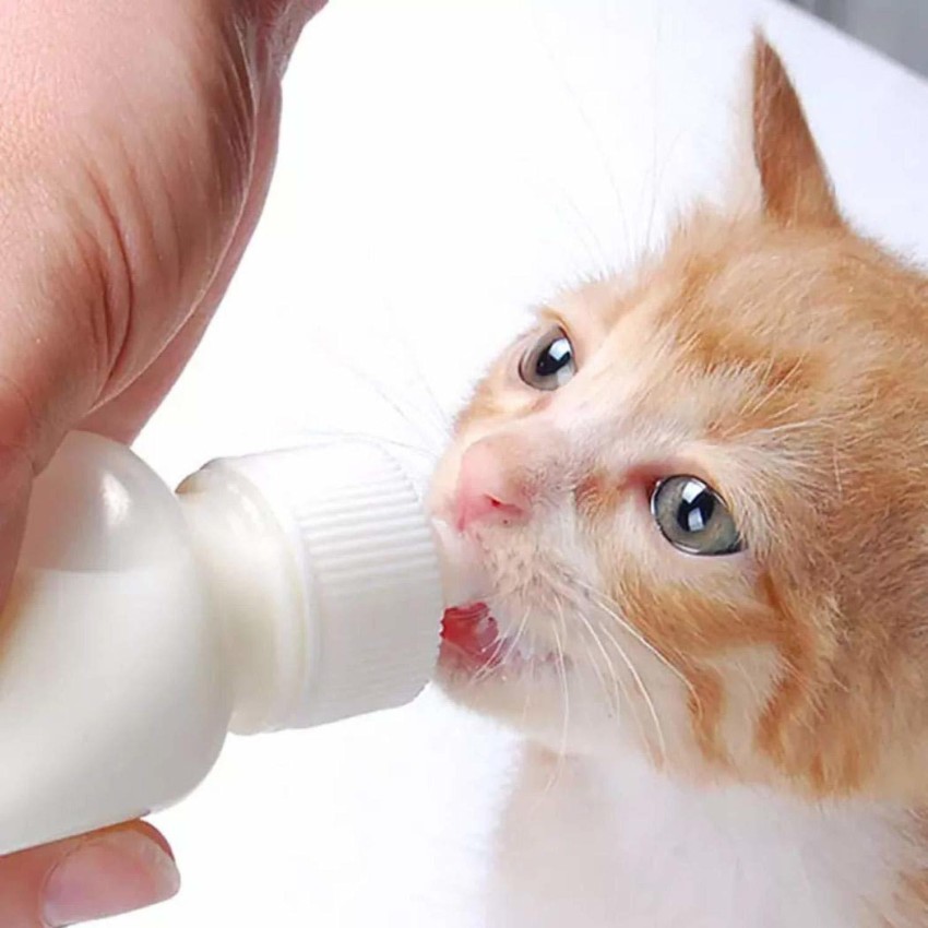 Cat shop feeding bottle