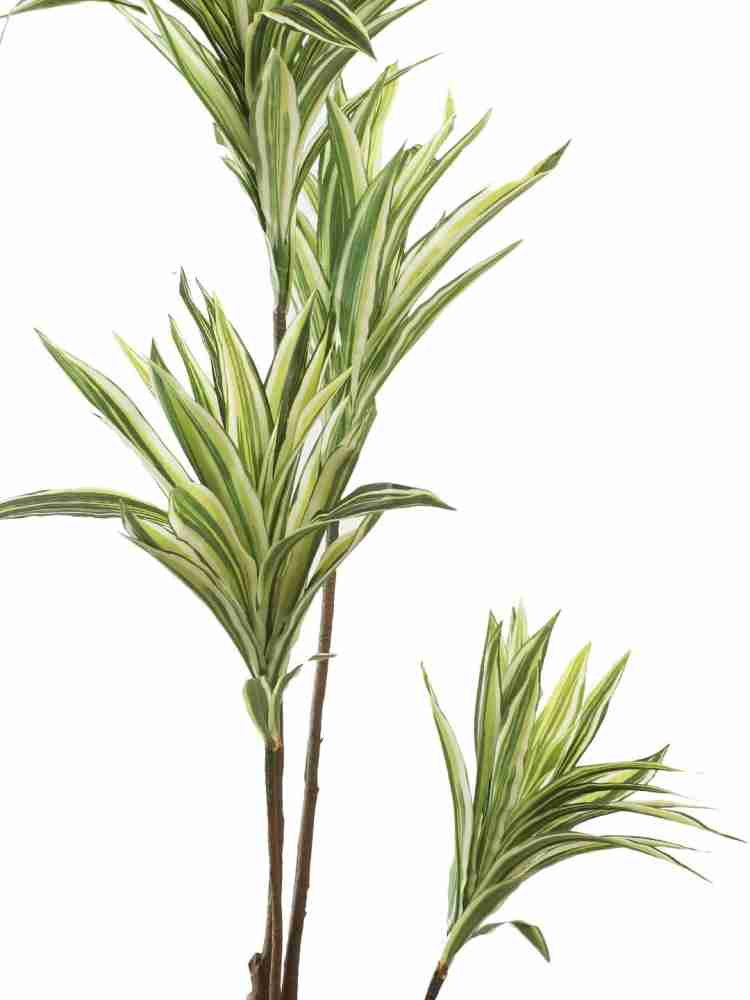 FOURWALLS Artificial Dracaena Floor Plant Without Pot (162 cm Tall, 4  Branches, Green/White) Artificial Plant Price in India - Buy FOURWALLS Artificial  Dracaena Floor Plant Without Pot (162 cm Tall, 4 Branches