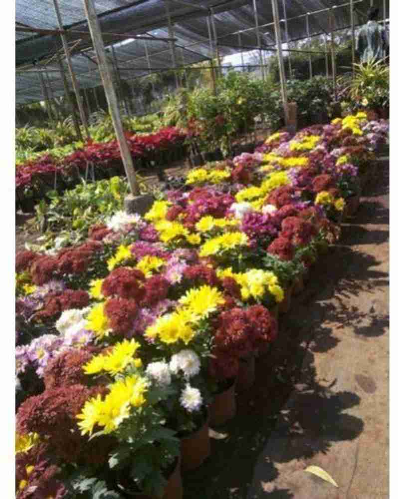Guldaudi flower shop
