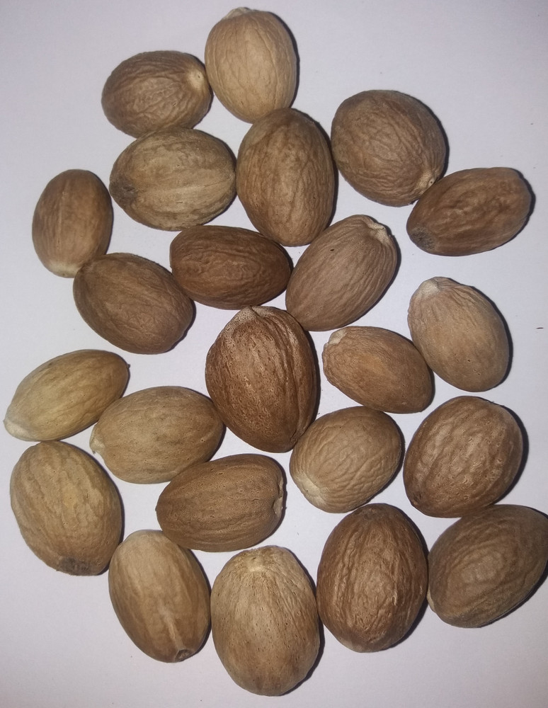 Nutmeg Seed