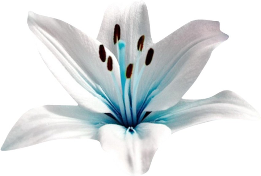 Redoak Blue Heart Lily Flower Seeds - 50 Pcs Seed Price In India - Buy  Redoak Blue Heart Lily Flower Seeds - 50 Pcs Seed Online At Flipkart.Com