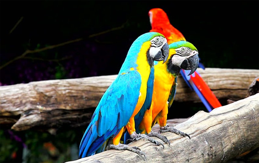 Macaw Parrot Bird Bright Branch 4K HD Wallpapers  HD Wallpapers  ID 32383