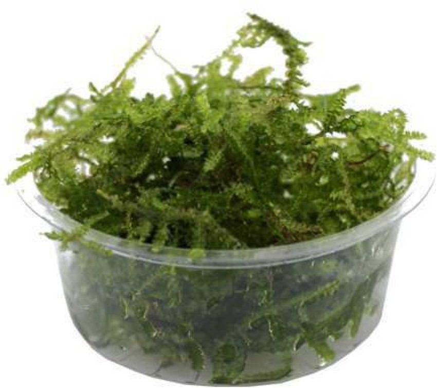 Java Moss