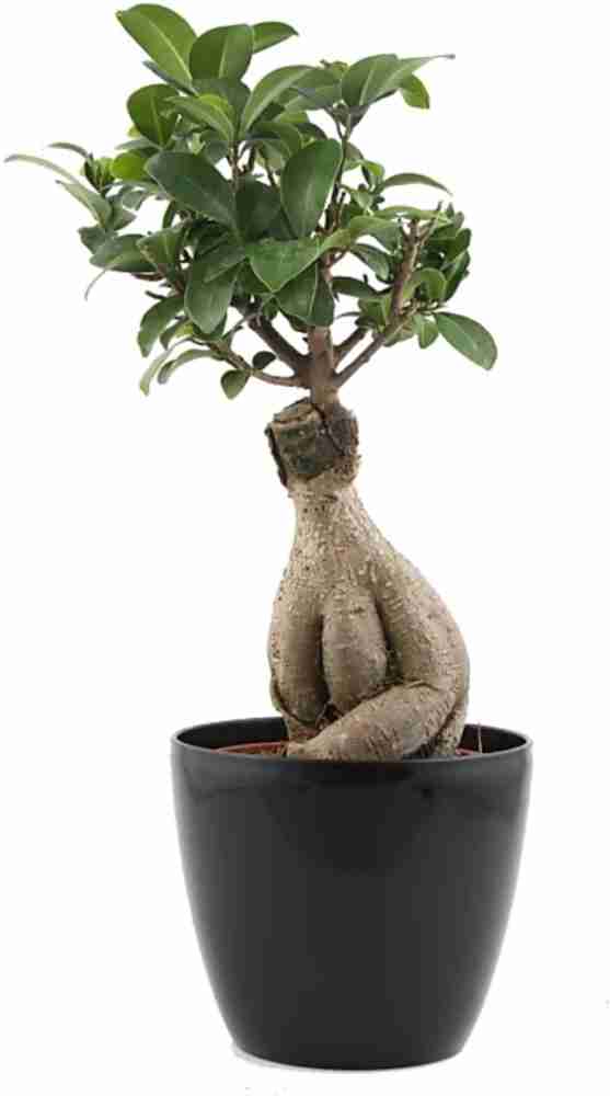 On-line Sale of Bonsai Ficus Ginseng - Bonsai OnLine|Mondo Piante