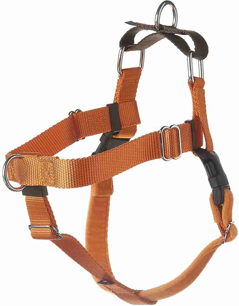 Wiggles wags and cheap whiskers harness