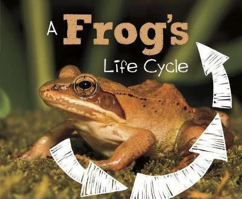 Frog discount cycles flipkart