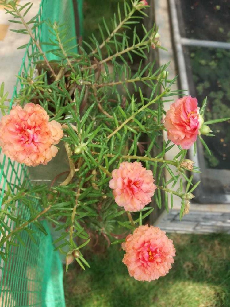 TABLE (MOSS) ROSE - PINK