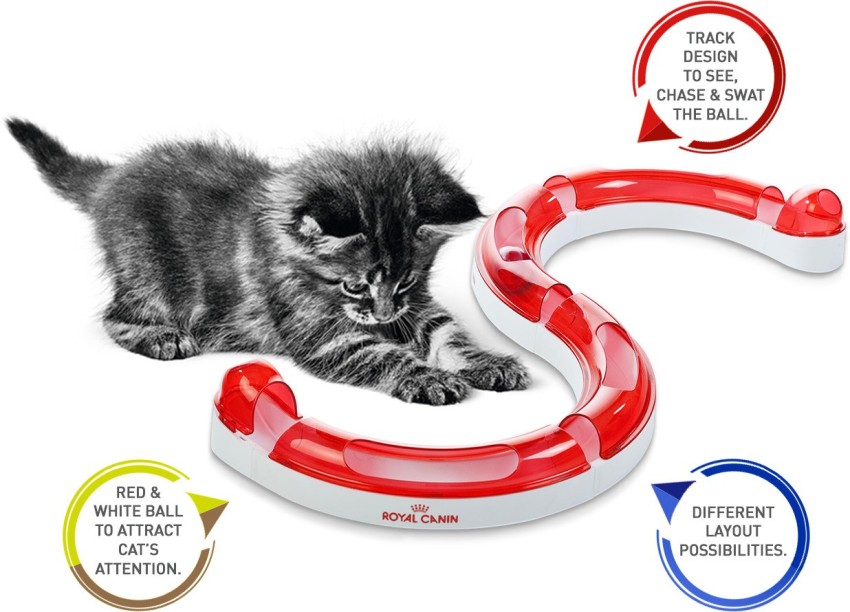 Royal canin best sale kitten cena