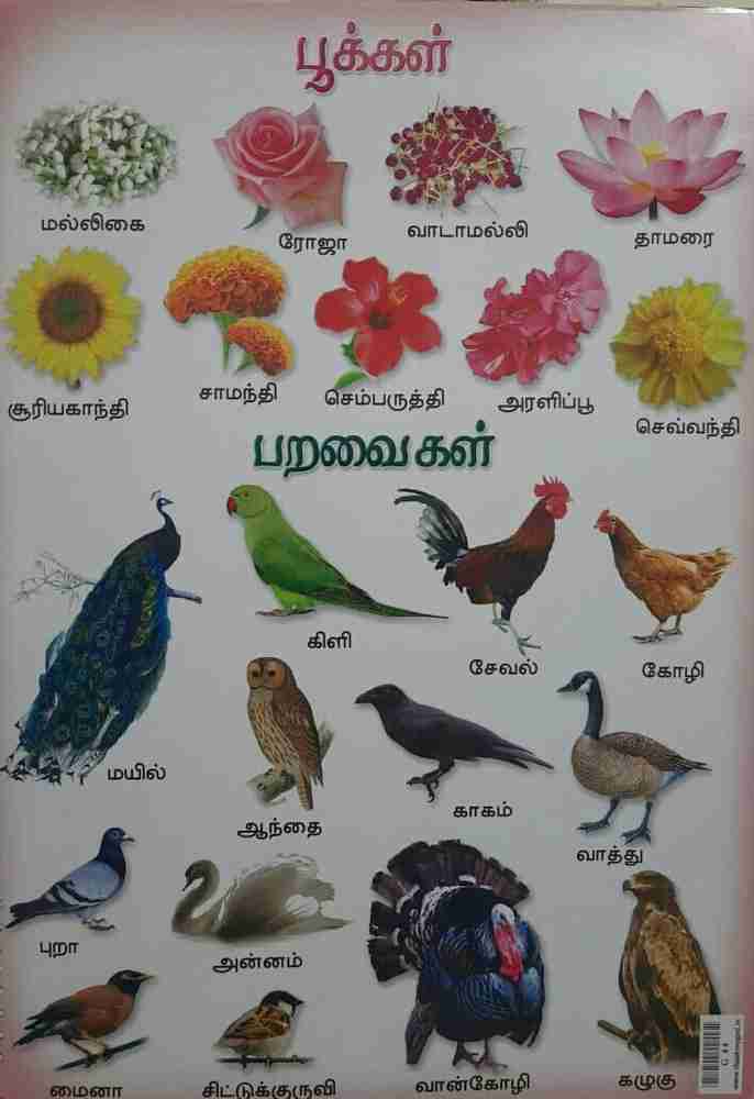 Birds Images With Names In Tamil