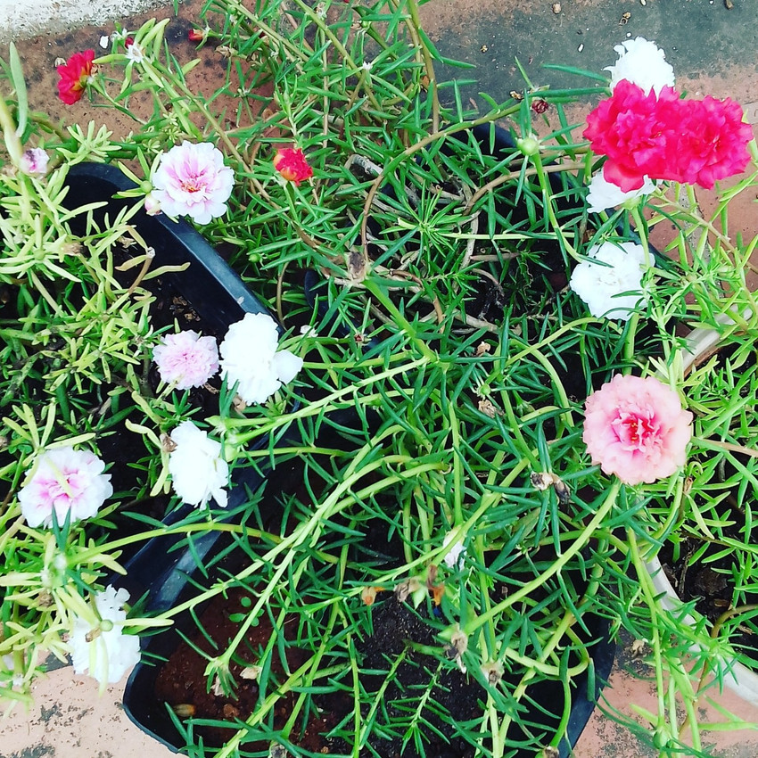 Portulaca 2025 table rose