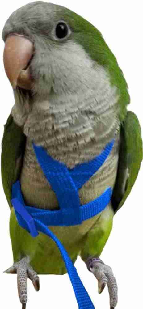 Bird leashes outlet