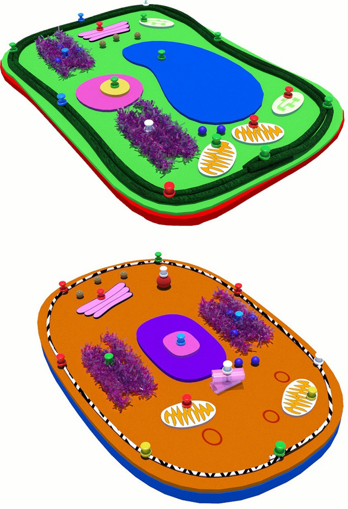 Build Cell Model Science Project