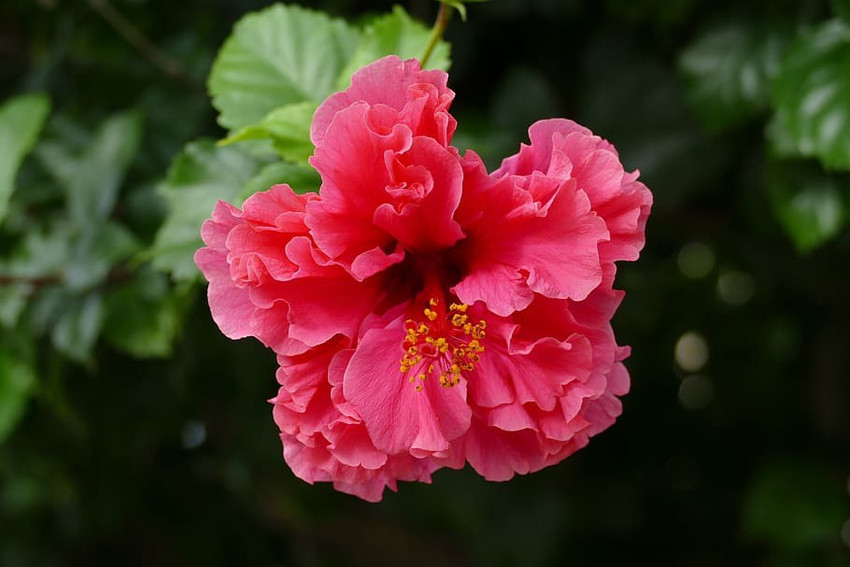 Sembaruthi flower shop