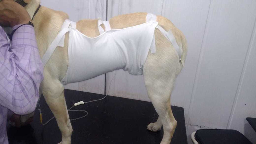 Abdominal outlet bandage dog