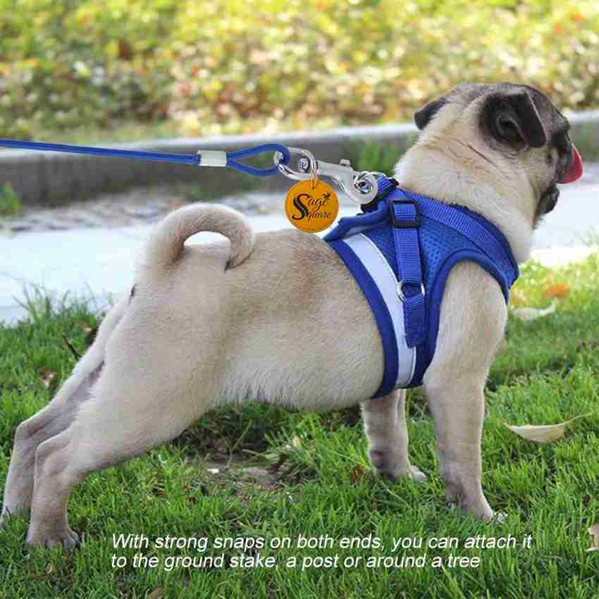 Indoor dog tie down on sale