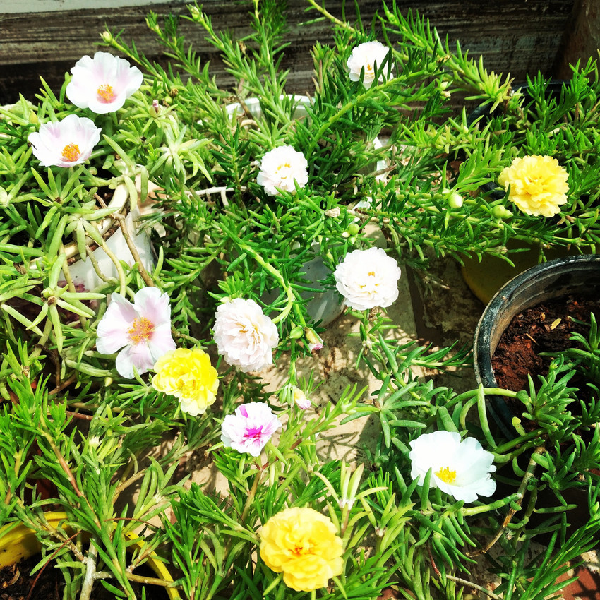 Portulaca table store rose