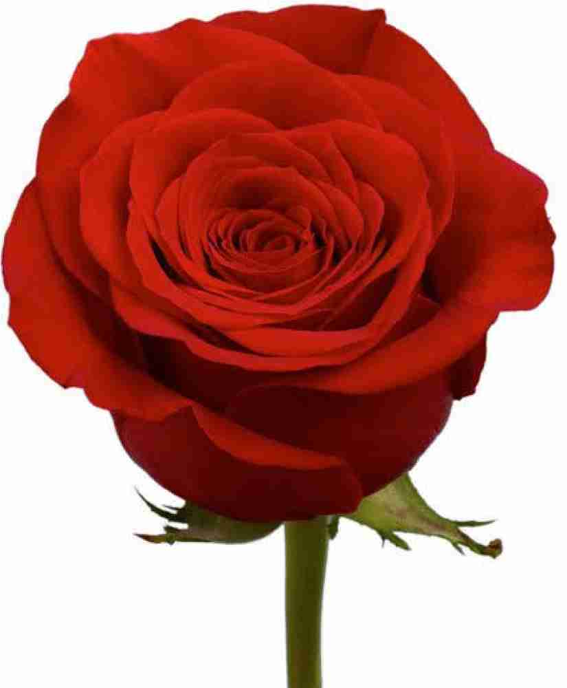 XOLDA Red Rose Seed Price in India - Buy XOLDA Red Rose Seed online at