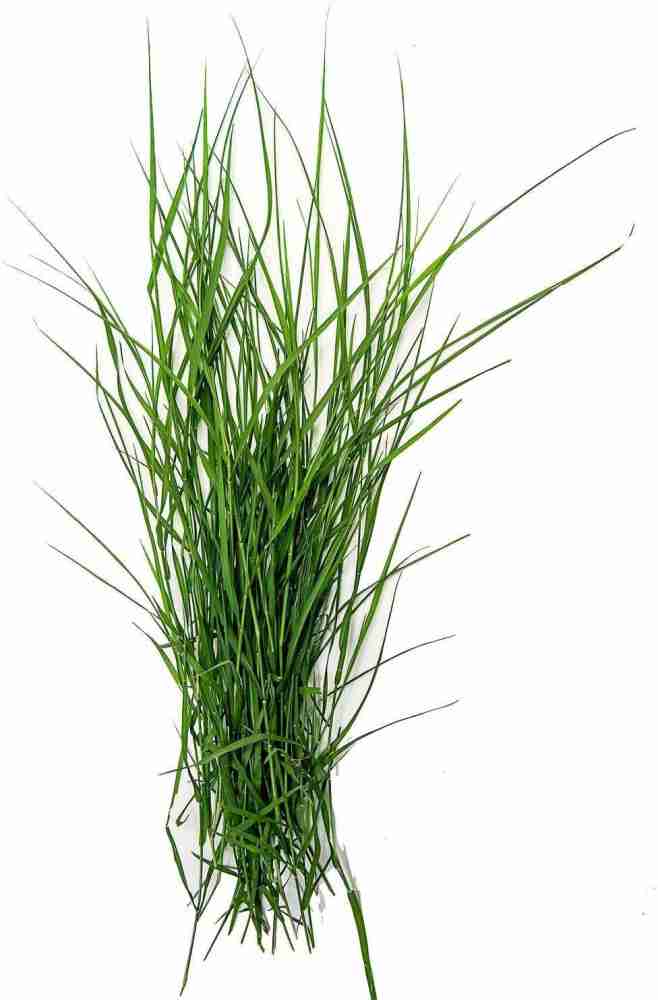 Bahama grass deals