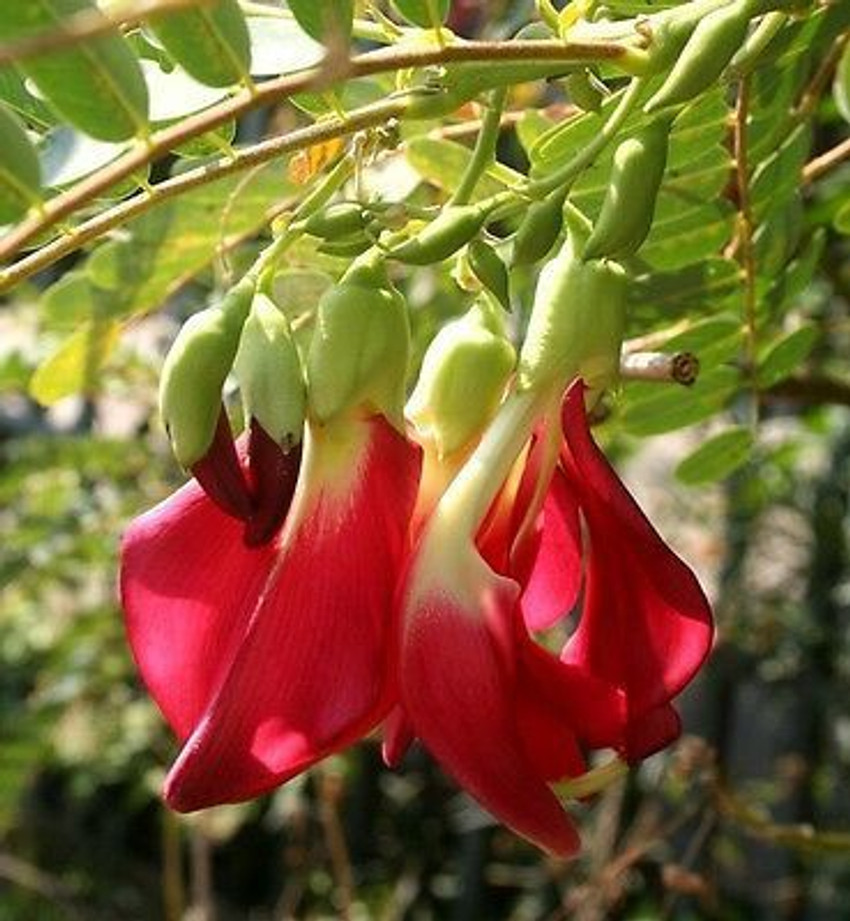 100 Seeds Red Sesbania Grandiflora Agasta Sesban Vegetable Humming Bird Rare