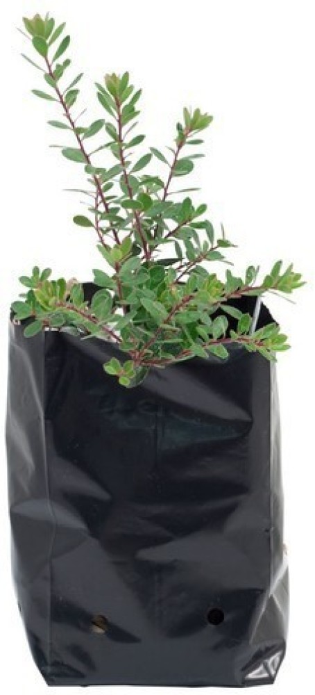 Nursery Plant Poly Bag