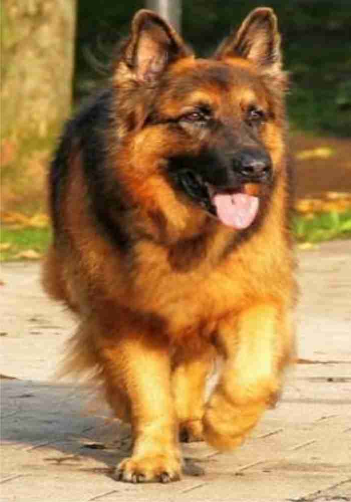 Dog chain shop flipkart