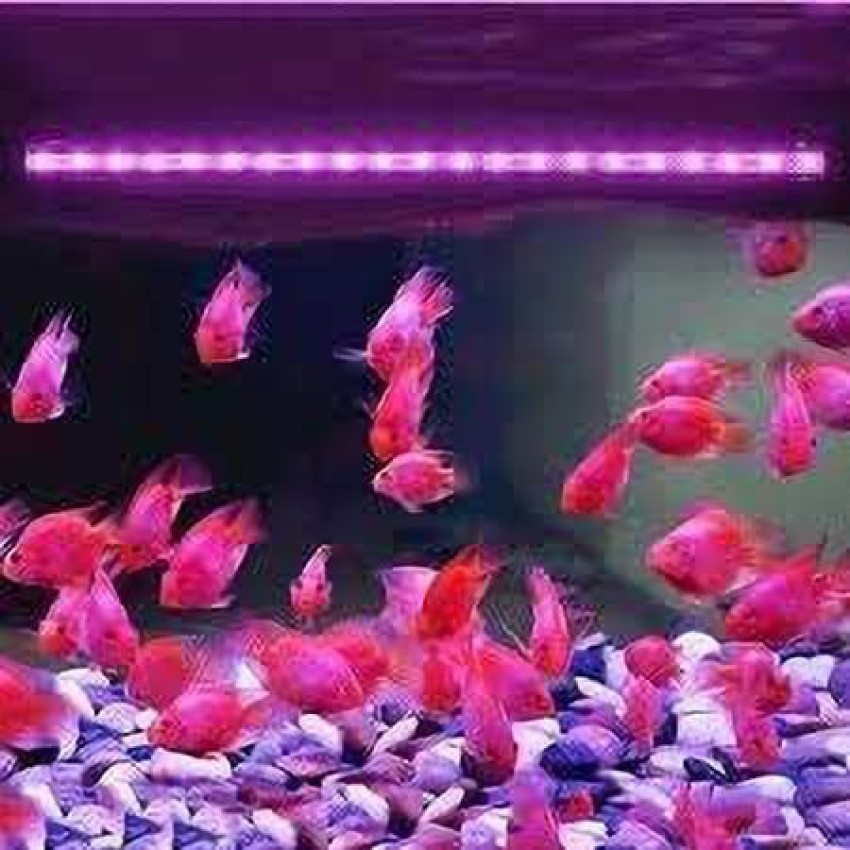 DARIT Red, Green LED Aquarium Light Price in India - Buy DARIT Red