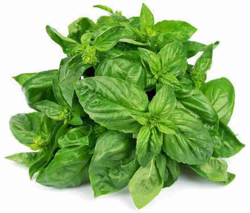 Basil Leaves 100 g Price in India Buy Basil Leaves 100 g online