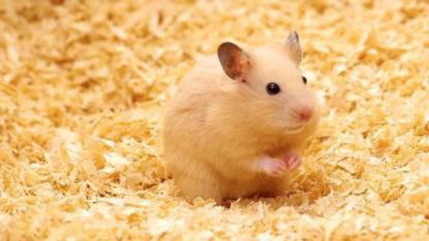 Hamster deals bedding tray