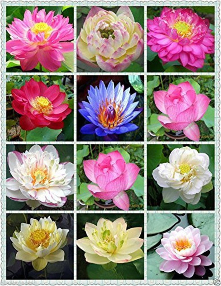 Types of hot sale lotus