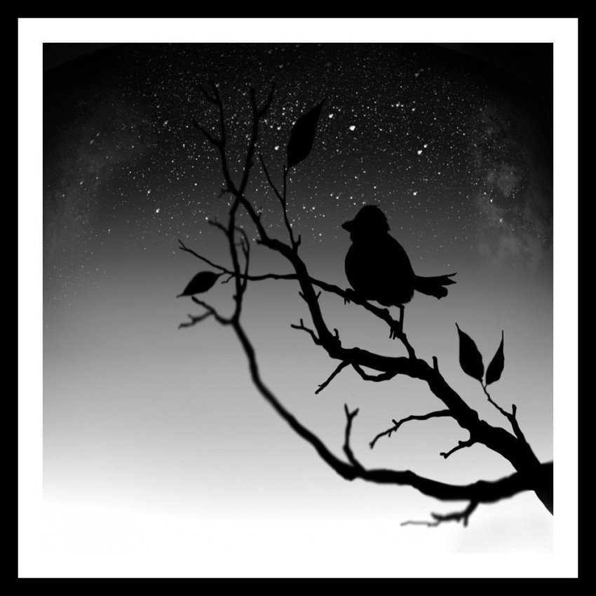 Premium Vector | A drawing of birds in black and white.