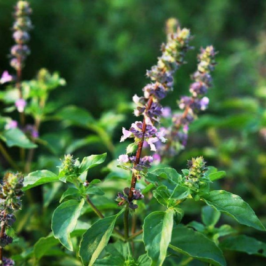 Paudha Tulsi Basil Seed Price in India Buy Paudha Tulsi Basil