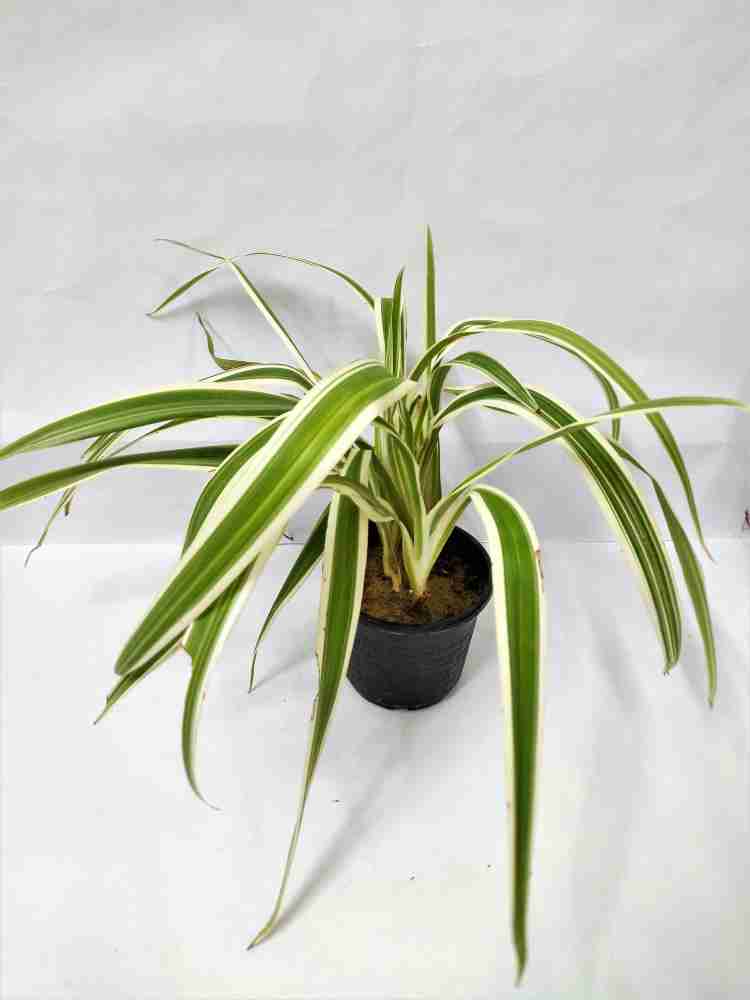 Spider Plant 'Irish