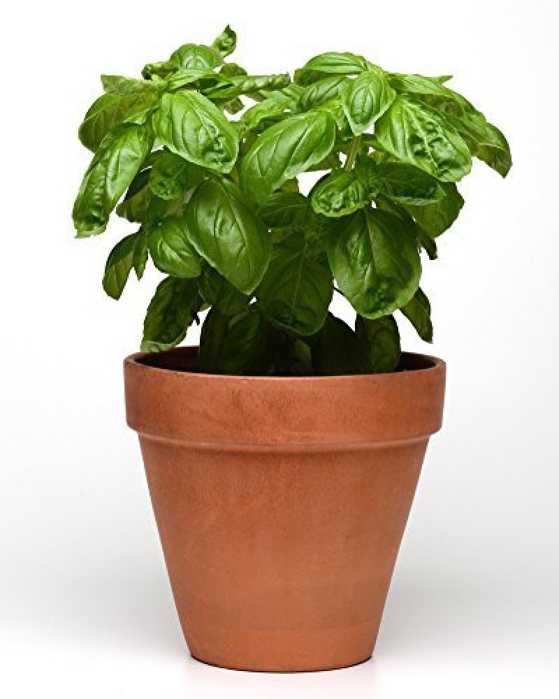 EVY Basil Plant Price in India Buy EVY Basil Plant online at