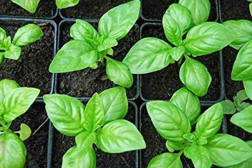 EVY Basil Plant Price in India Buy EVY Basil Plant online at