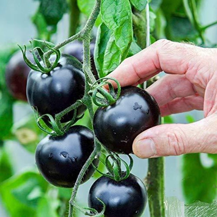 Qualtivate ® Seeds Black Tomato F1 Hybrid Heirloom Seed Price in India - Buy Qualtivate ® Seeds Black Tomato F1 Hybrid Heirloom Seed online at Flipkart.com