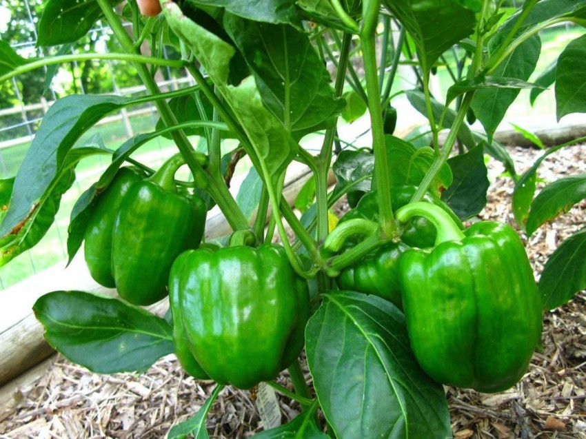 Green Pepper (100+ Seeds) - Florida Seed & Garden