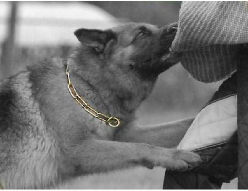 German clearance shepherd chain