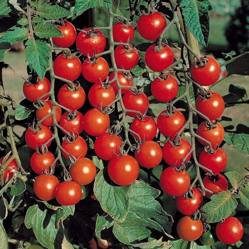 Red Beefsteak, Tomato Seeds