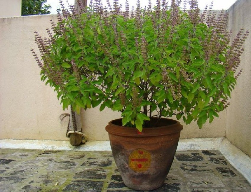 WILLVINE Sanctum Holy Basil Thulasi or Tulsi Sacred Kapoor Tulsi