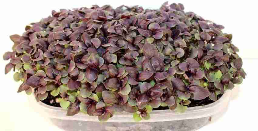 VibeX VXI 641 Basil Red Leaf sprouting Microgreens seeds Seed