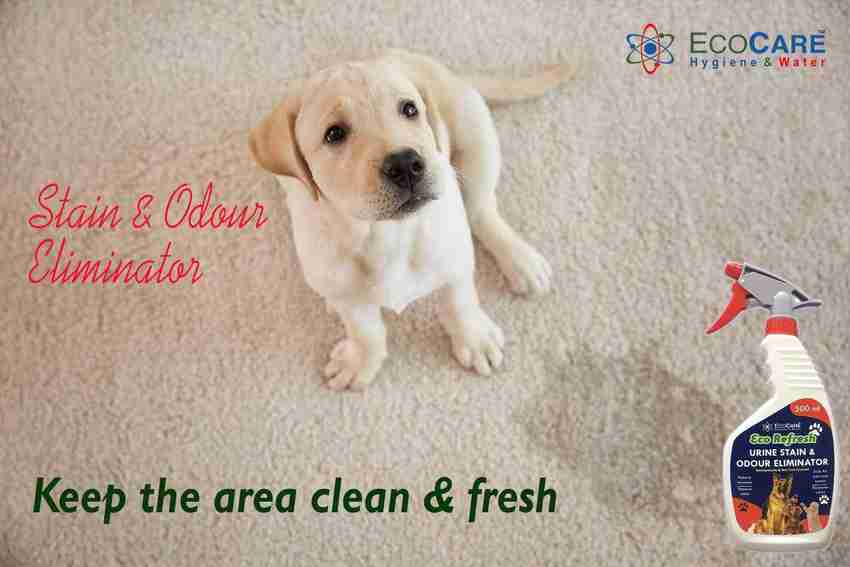 Dog urine store smell eliminator