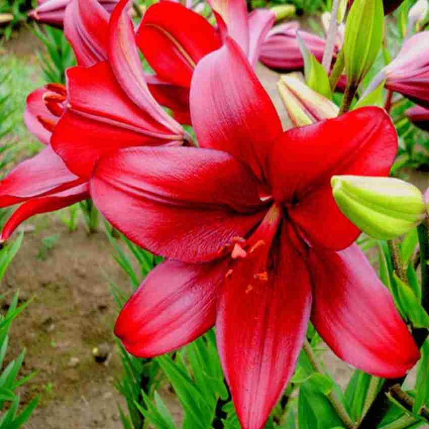 red lily