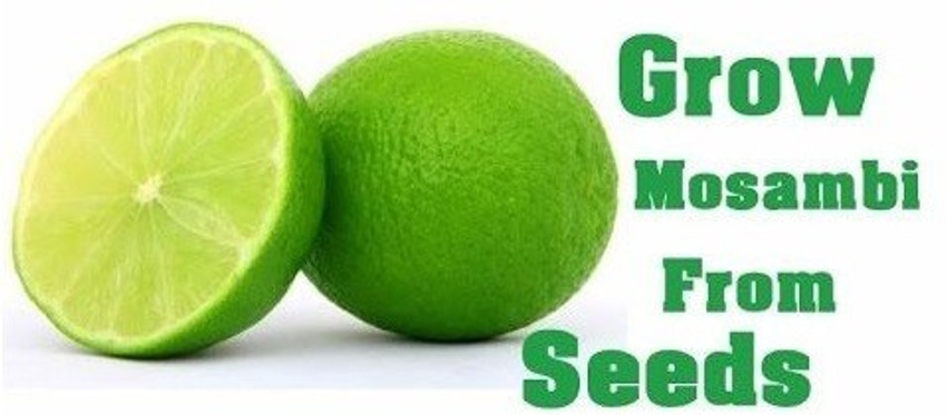 Citrus limetta benefits deals