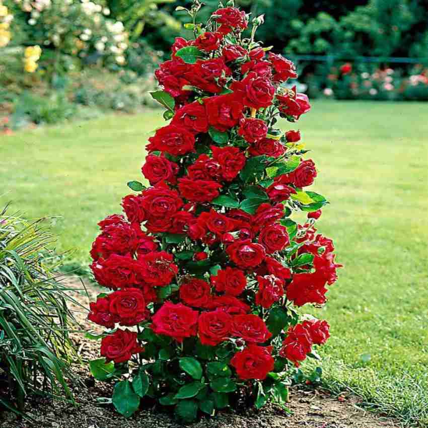 Rose plant discount