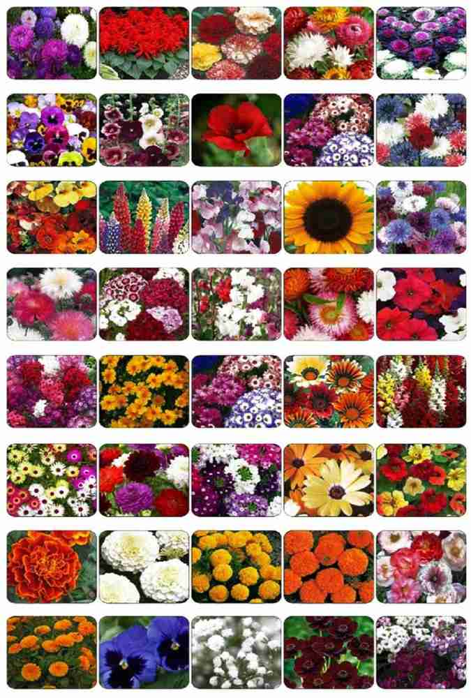 Winter flower hot sale seed
