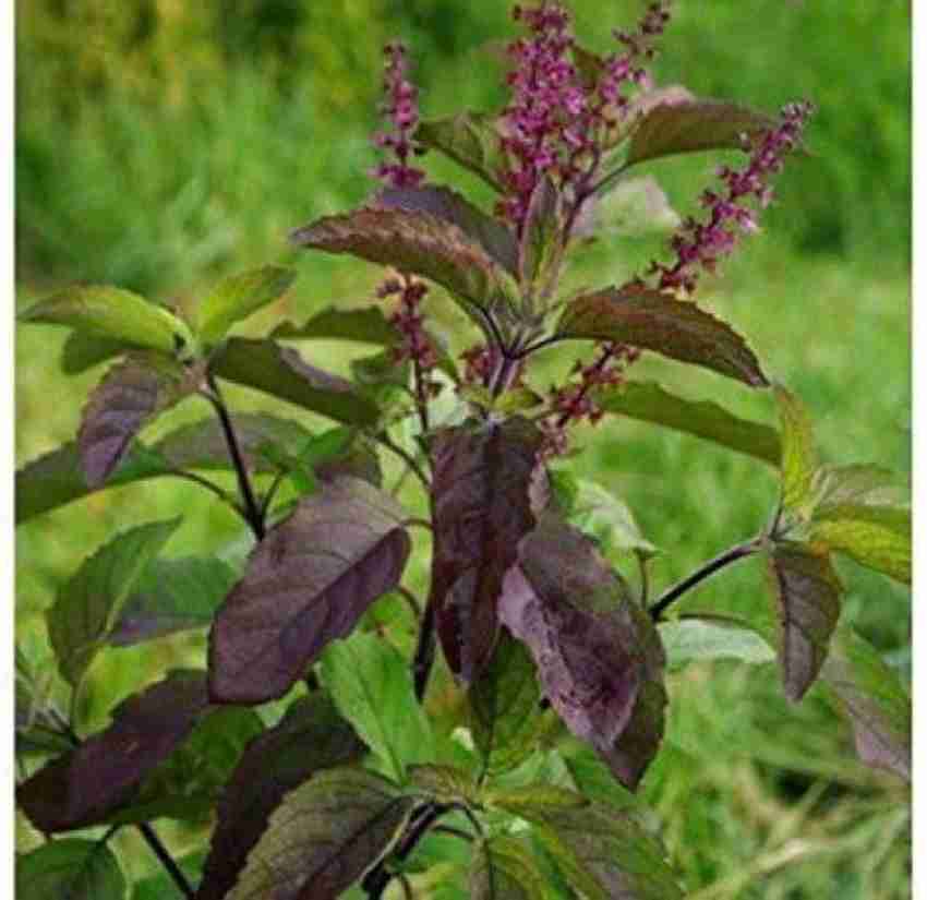 Pioneer Natural Krishna Tulsi Shyama Tulsi Purple Tulsi Black