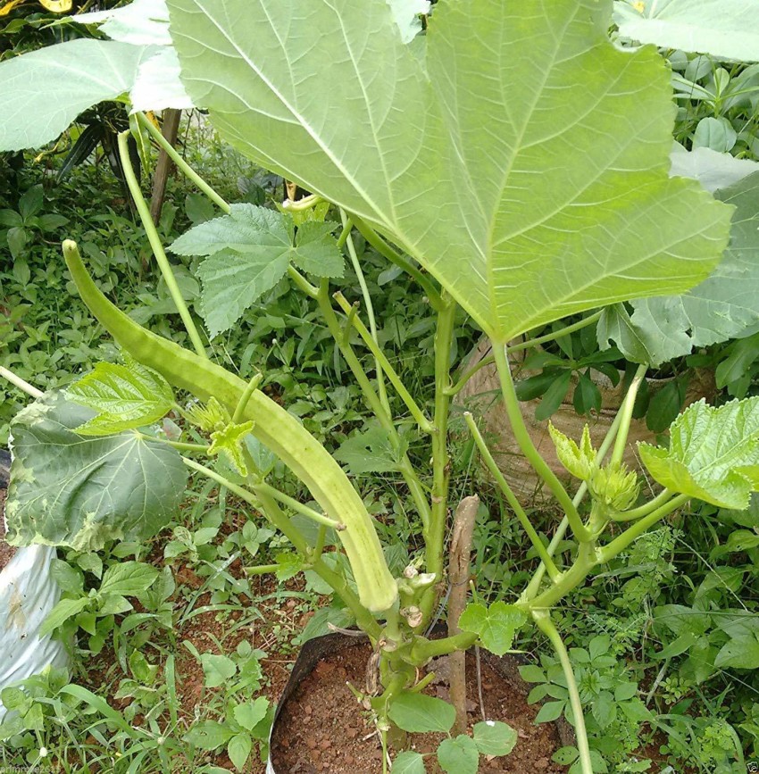 Giant okra store